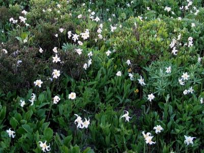 Wildflowers