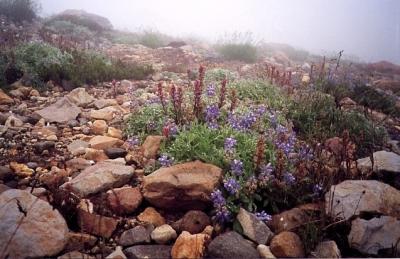 Rocks and Wildflowers (Scanned Print)