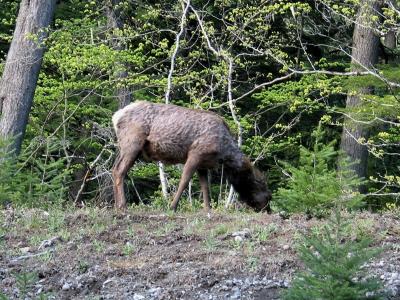 More Roadside Wildlife