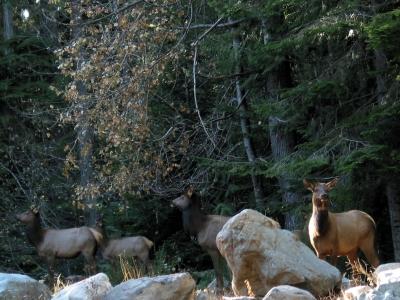 Wildlife