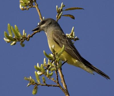 Cassin's Kingbird