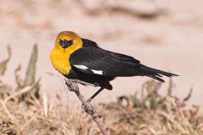 Yellow-headed Blackbird