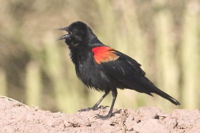 red-winged_blackbirds