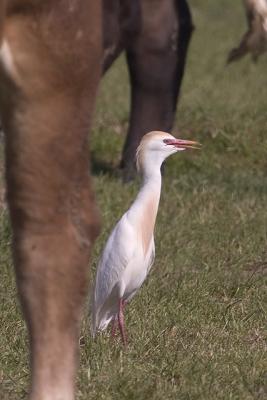 Cattle Egret