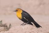 Yellow-headed Blackbird