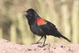 Red-winged Blackbird