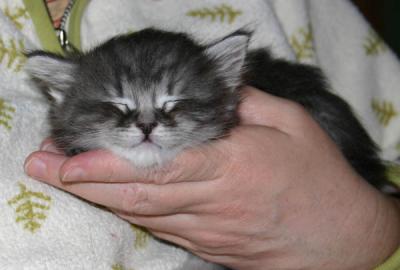 Feyodor asleep in my hand...