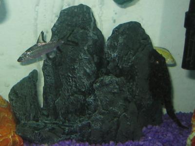Freshwater Fish Tank !