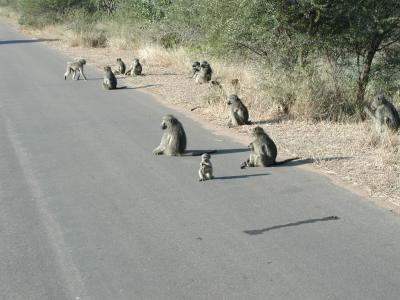 Road Gangster Chacma Baboons