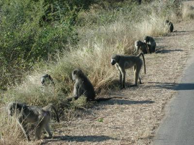 An Army of Chacma Baboons