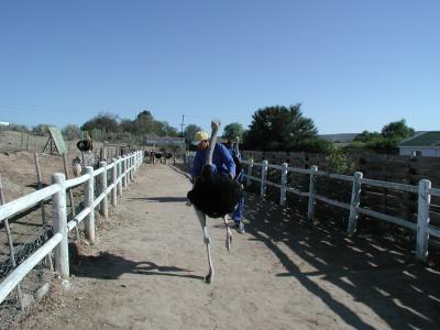 Ostrich Ride Competition