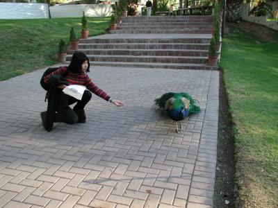 Try to Get the Peacock Open His Tail