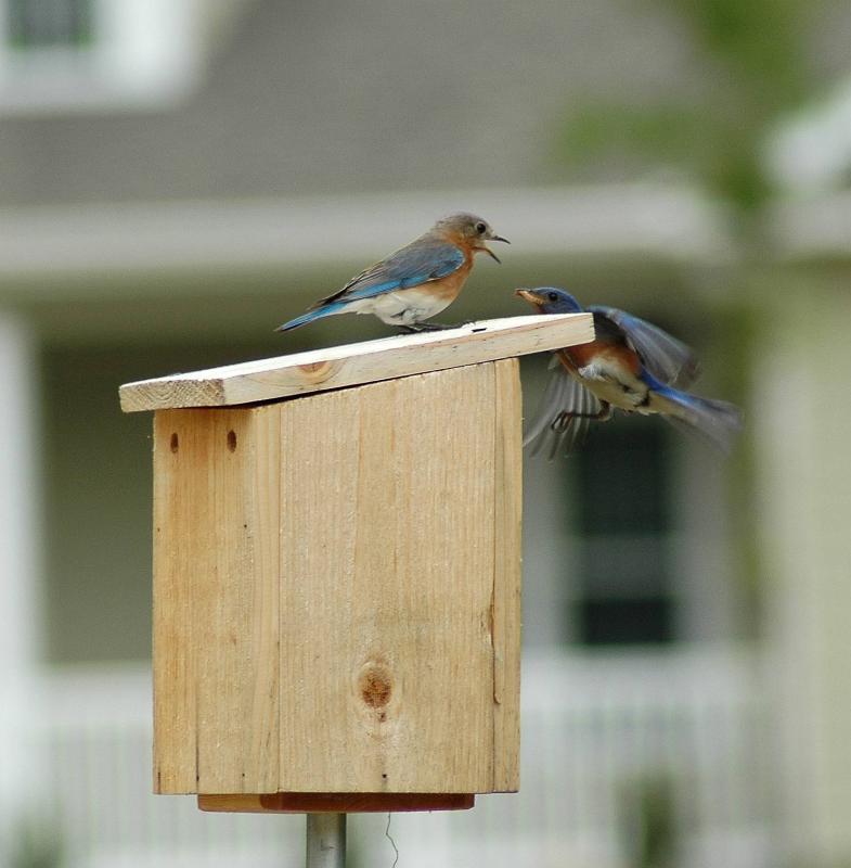 Male bringing mealworm to Female Eastern Bluebird
