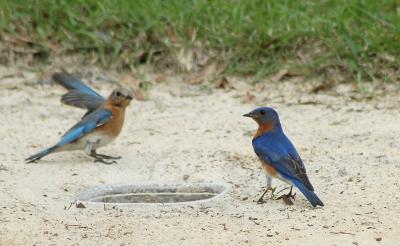 Male and Female bluebirds at Primative mealworm feeder