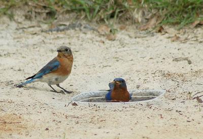 Male and Female at Primative mealworm feeder
