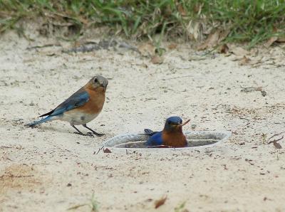 Male and Female at Primative mealworm feeder