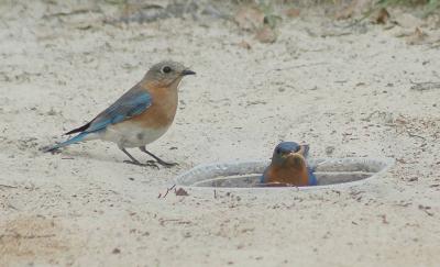 Male and Female at Primative mealworm feeder