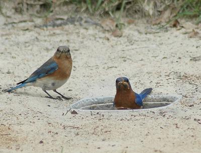 Male and Female bluebird at Primative mealworm feeder