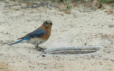Female bluebird at Primative mealworm feeder