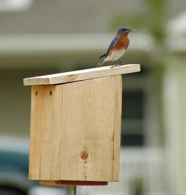 Male Eastern Bluebird with Mealworm