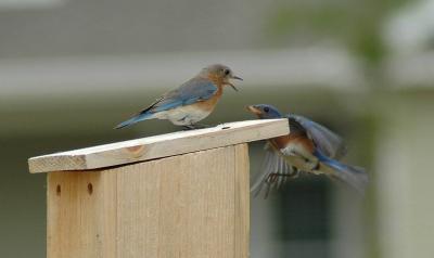 Food for mama bluebird