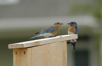 Male and Female Eastern Bluebirds