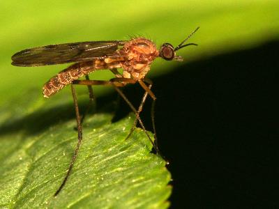 Culicidae sp.