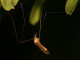 Tipulidae sp.