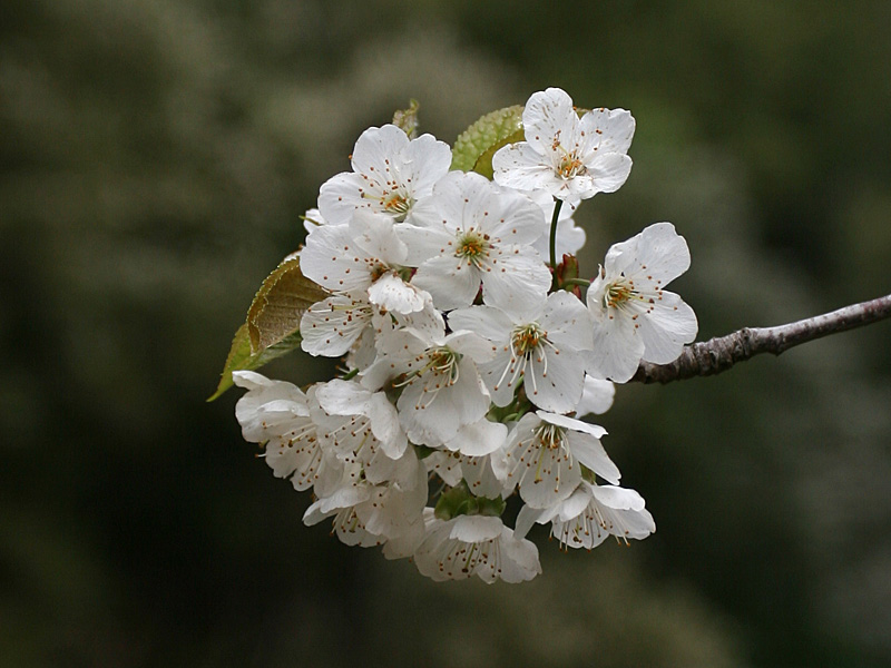 Prunus avium