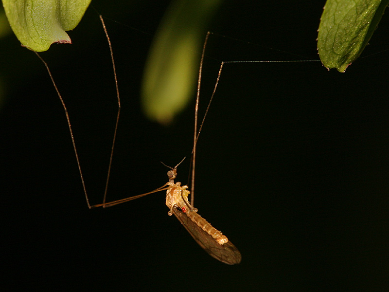Tipulidae sp.