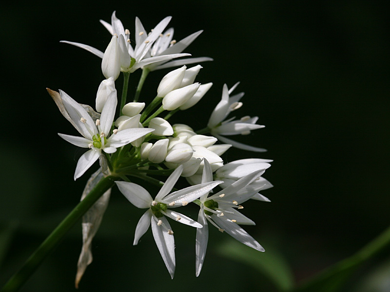 Allium ursinum