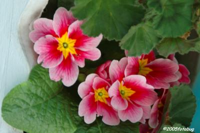 Primroses