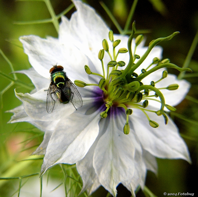 Colorful fly and flower