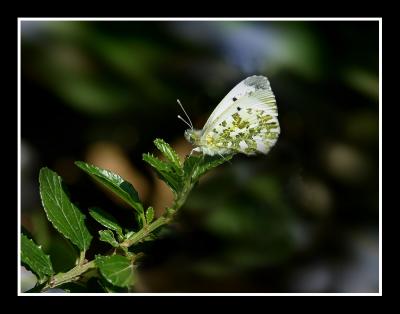 White and green...