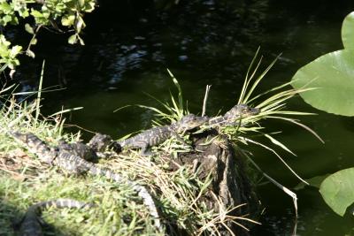 Baby Alligators.