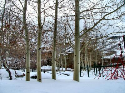 Aspen Trees