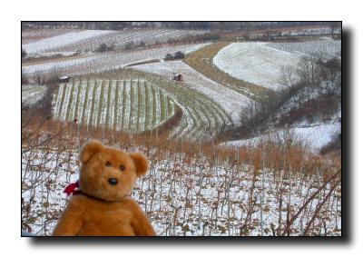 Snowy vineyards