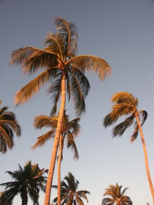 Palm tree.jpg