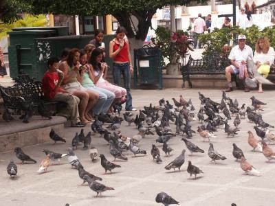 pigeons in the Plaza.jpg