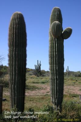 Cactus Compliment