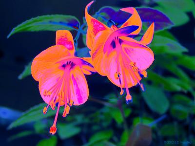 u16/g2jim/medium/5189209.PsychedelicFuchsias.jpg