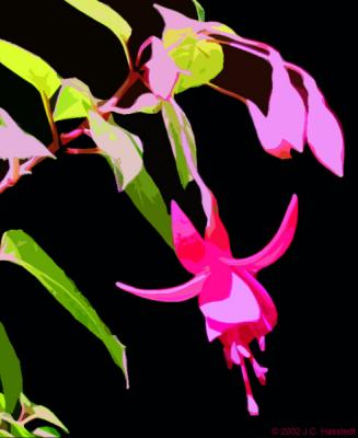 Abstract Fuchsia