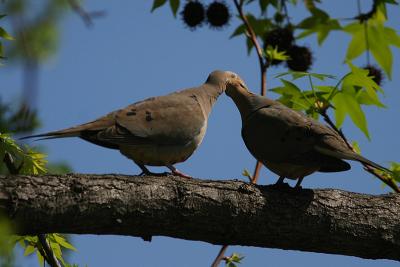 Mourning Doves kissing