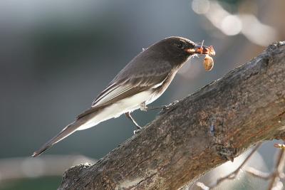 Black Phoebe with spider above web