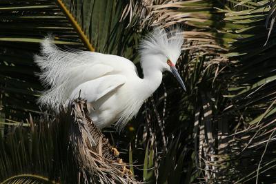 Snowy Egret