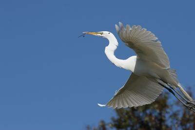 Great Egret Flying with Branch