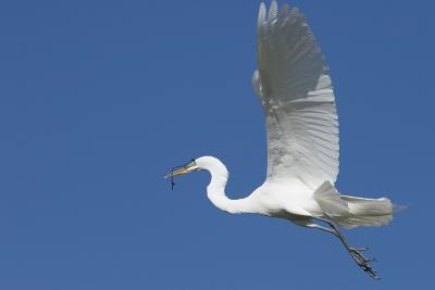 Great Egret Flying with Branch