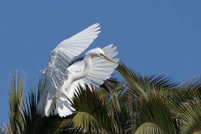 Great Egret Landing