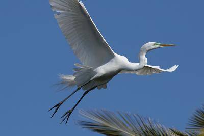 Great Egret Landing