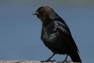 Brown-Headed Cowbird